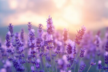Lavender flowers in panoramic view for summer background.
