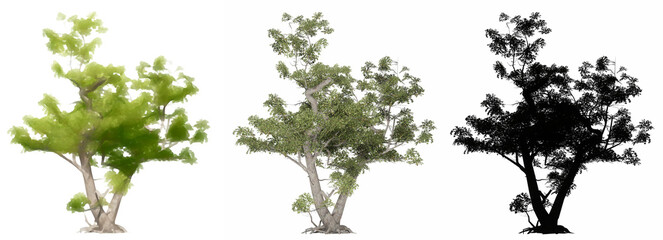 Obraz premium Set or collection of Japanese Maple trees, painted, natural and as a black silhouette on white background. Concept or conceptual 3d illustration for nature, ecology and conservation, strength, beauty