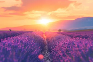 Fototapete Bereich Lavender  Lavender field summer sunset landscape near Valensole.Provence France