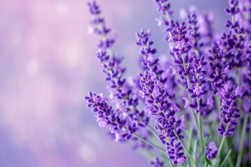 Fototapeta premium Lavender flowers Lavender Lavender flowers closeup background or backdrop