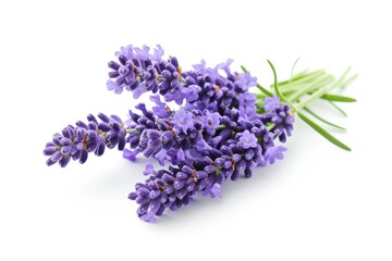 Lavender flowers isolated on white background.