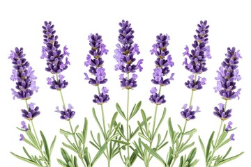 Lavender flowers isolated on white background