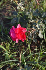 This is photo of nature environment at Dulhadev temple, Khajuraho temple in India