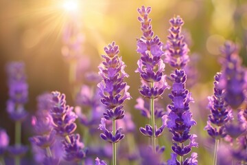 Selective focus on lavender flower in flower garden   lavender flowers lit by sunlight