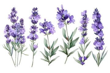 Watercolor provance lavender set. Flowers isolated on white background