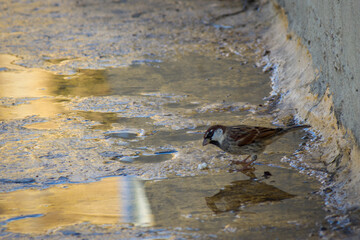 bird and his reflection in the water