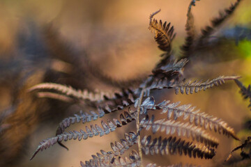 Fougères et bruyères sauvages, dans la forêt des Landes de Gascogne, en période automnale