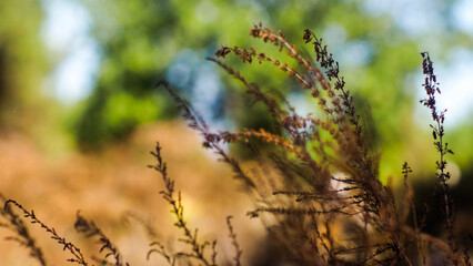 Fougères et bruyères sauvages, dans la forêt des Landes de Gascogne, en période automnale