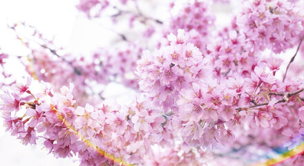 春・満開の桜の花に差し込む日の光　レンズフレアとゴーストの背景　入学・入社・卒業・新生活