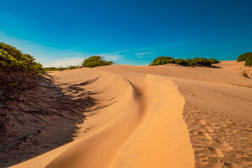 View of Mangrove trees growing on the sand dunes of Mambrui Sand dunes in Mambrui Beach in Malindi, Kenya 