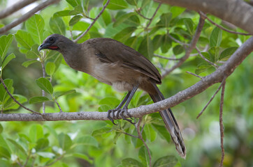 Plain chachalaca (Ortalis vetula) at Ruinas del Rey, Cancun, Mexico