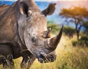 Zelfklevend Fotobehang rhino in the wild © Jonghwan Jung