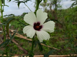 Roselle flower which tastes tart, Edible green leafy vegetable mostly eaten in South india. Gongura or ambadi fruiting plants