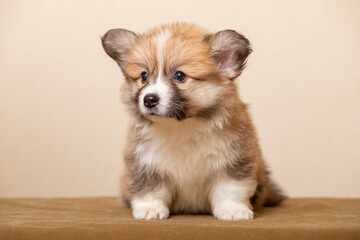 Welsh Corgi Pembroke puppy on a uniform background