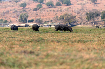 View of the hippos at Chobe National Park in Botswana