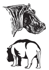 Graphical set of hippos on white background, vector illustration 