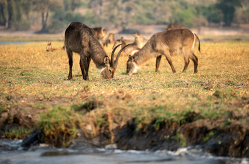View of the waterbucks at Chobe National Park in Botswana