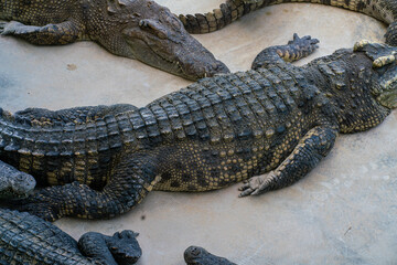 Asian crocodile feeding meat sleep in outdoor farm