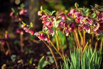 Helleborus Frostkkiss Pippa’s Purple flowering during February in the garden. End of the winter time and beginning of spring. Winter plants.