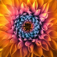 Colorful chrysanthemum flower macro shot. Chrysanthemum rainbow flower background. - 737016982