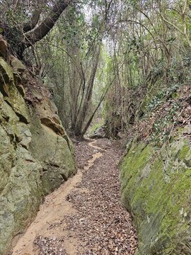 Forest landscape, trail in dense forest