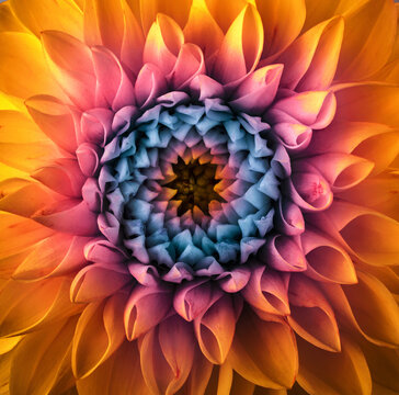 Colorful chrysanthemum flower macro shot. Chrysanthemum rainbow flower background.