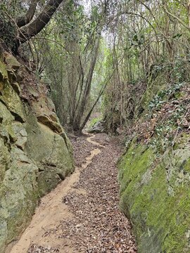 Forest landscape, trail in dense forest