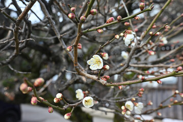 ご近所で開花し始めた白梅
