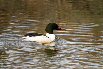 Fototapeta premium Männchen des Gänsesäger im Winter in der Oberlausitz