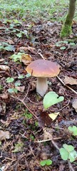 mushroom in the forest