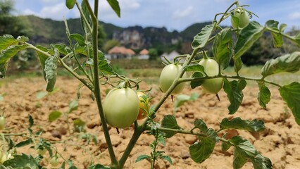 Green tomato plants grow fresh, but the leaves wilt because of the hot weather