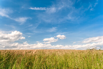 Obraz premium Country road and green landscape of farmland against blue sky in spring season. Advertising space concept.