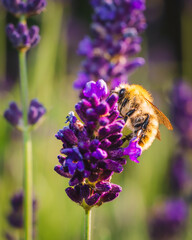 Bee collecting pollen to produce honey. Honey bee on a flower