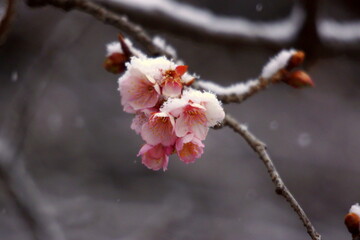 咲き始めたばかりのカンザクラ（寒桜）。
年に１，２回しか積もらない雪が、カンザクラに積もっていました。