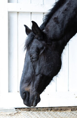 Kopfportrait Ausschnitt Nahaufnahme von dösenden Pferd, schwarzbrauner Hannoveraner mit...