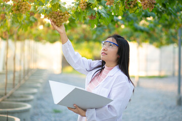 vineyard and ripe grapes- Researcher working in vineyard , research vine concept.