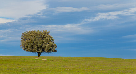 Fototapeta na wymiar A lonely oak in the pasture