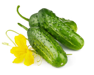 Fresh cucumbers with yellow flowers and green leaves. Ripe cucumber vegetables. Organic food. Isolated on white background