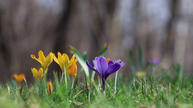 Spring background with blooming flowers. Field of blooming crocuses, group of bright colorful flowers. Crocus flower on a sunny spring day. Macro. Video of flowers.
