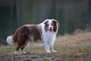 Overweight brown and white merle Border Collie dog with striking blue eyes and canine Epilepsy is standing outdoors and looking straight into the camera.	