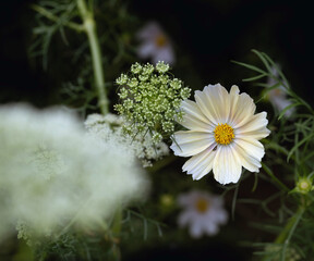 Blüten im Blumenbeet, Garten im August, Cosmea in Farben