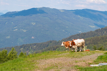Fototapeta na wymiar Two cows grazing on alpine pasture on Gerlitzen Alpe, Carinthia, Austria, Europe. Remote cattle farm in wilderness of Austrian Alps. Peaceful and serene atmosphere. Fresh alpine air. Escapism