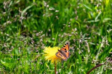 Close up view on butterfly Silver-washed fritillary polluting yellow flower on alpine meadow,...