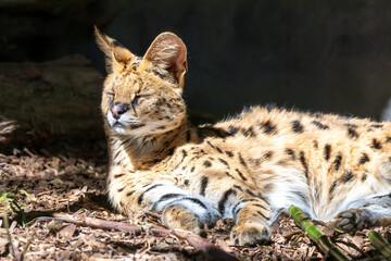African Serval soaking up the sun