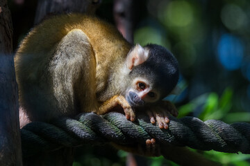 Bolivian Squirrel Monkeys
