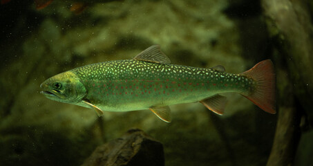 Fototapeta premium 川魚、カワマス、淡水魚