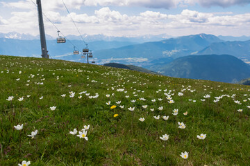 Ski lift over alpine meadow of blooming Pulsatilla alpina flowers in spring with scenic view of...