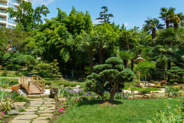 Exotic palms and bonsai pines in the Russian-Japanese Friendship Garden in Sochi. Landscape architecture with elements of Japanese style and unique Japanese plants. Public park on Kurortny Prospekt