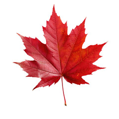Red autumn leaf on transparent background