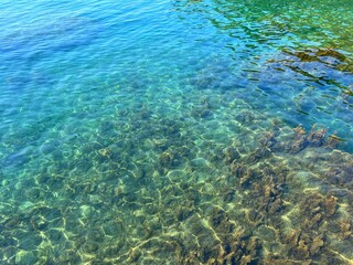 Sea water with algae on seabed 